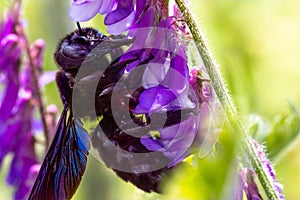 Violet Carpenter bee Xylocopa violacea pollinates a purple flower on a field.