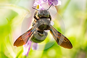 Violet Carpenter bee Xylocopa violacea pollinates a purple flower on a field.