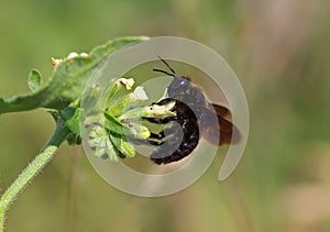 He violet carpenter bee, Xylocopa violacea on a wild flower