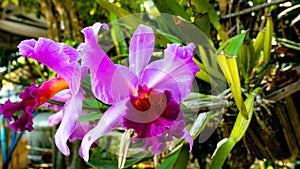Violet Cattleya a beauty orchids.
