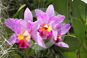 Violet cattleya orchid flower