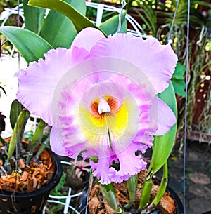 Violet cattleya orchid flower