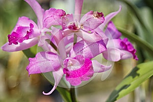 Violet cattleya orchid flower