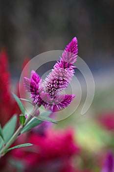 Violet Celosia Argentea Flower photo