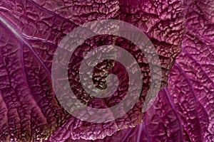 Violet chinese cabbage background