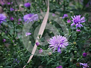 Violet chrysantemum flower heads - side view photo