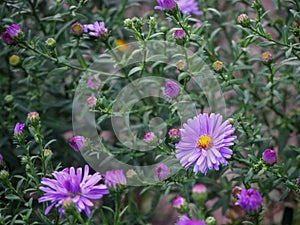 Violet chrysantemum flower heads - view with flower center photo