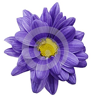 Violet chrysanthemum flower isolated on white background with clipping path. Closeup. no shadows. For design.