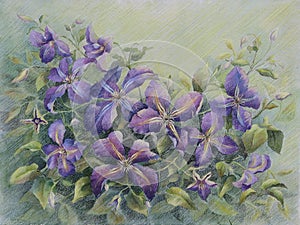 Violet clematis