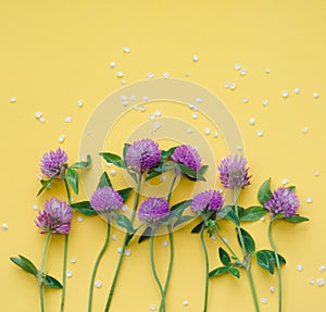 Violet clover flowers on yellow background. Flat lay. Top view.