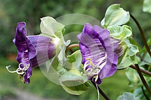 The violet Cobaea scandens flower, macro, bokeh background photo