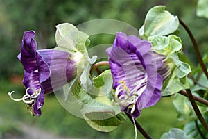 The violet Cobaea scandens flower, macro, bokeh background