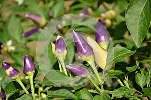 Violet color of chilies photo