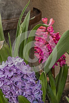 Violet color hyacinth flower in color fresh day