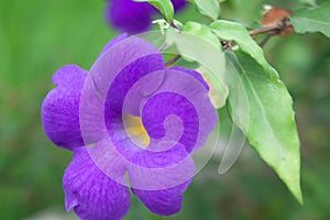 violet color kolambi flower Allamanda Cathartica