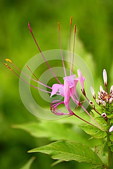 Violet Color Showy Spider Flower with white buds photo