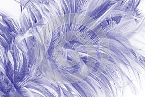 Violet color trends chicken feather texture background
