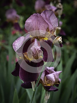 Purple Pink Iris Flower Close-up on Blurred Background.