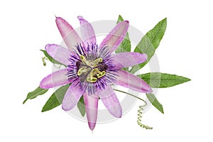 Purple colored passion flower isolated on white