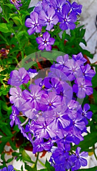 Violet colour Garden phlox flowers