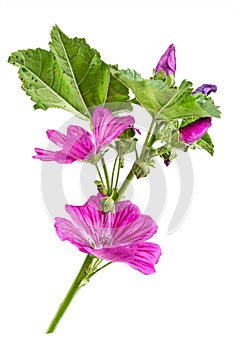 Violet Common Mallow flower Malva Sylvestris isolated on white background