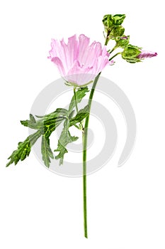 Violet Common Mallow flower Malva Sylvestris isolated on white background