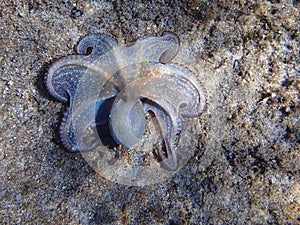 Violet common octopus Octopus vulgaris laying on sandy seabed