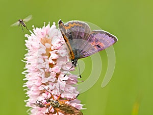 Violet copper in germany