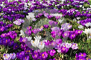 violet corcus garden