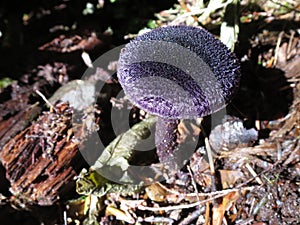 Violet Cort Mushroom