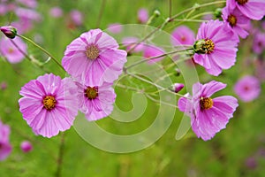 Violet cosmos flowers