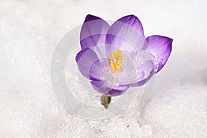 Violet crocus