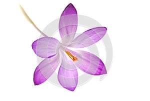 Violet Crocus