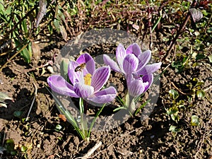 violet crocus and bee at spring - flowers