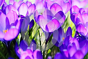 Violet Crocus bloom bright in sunlight