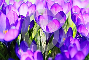 Púrpura azafrán a florecer claro en luz de sol 