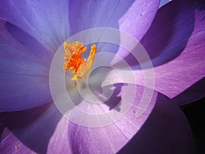 Violet crocus blossom inside