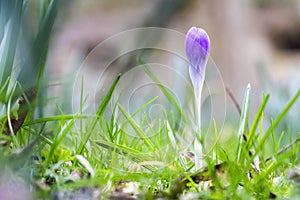 Violet Crocus bud, Luxembourg