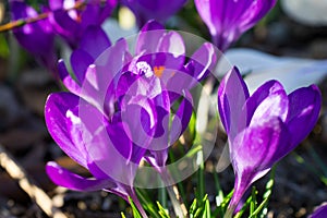 Violet crocus closeup