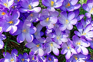 Violet Crocus flower cluster in sunlight spring season nature