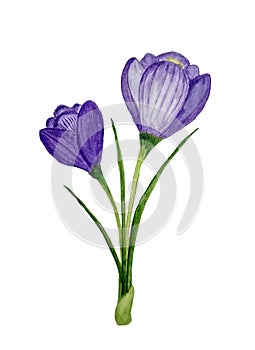 Violet Crocus flower. Springtime beauty.