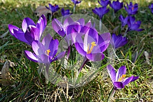 Violet Crocus Flower welcoming Spring time, Czech republic, Europe