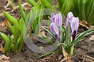 Violet crocus on the flowerbed, soft focus background