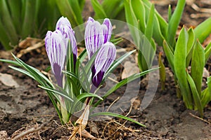 Violet crocus on the flowerbed, soft focus background