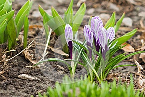 Violet crocus on the flowerbed, soft focus background