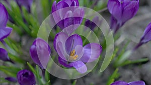 Violet crocus flowers