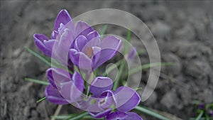 Violet crocus flowers