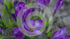 Violet crocus flowers