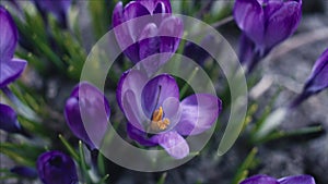 Violet crocus flowers