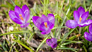 Violet crocus flowers. Beautiful sunny spring day. Horizontal banner